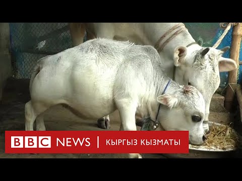 Фермадагы кенедей уй - BBC Kyrgyz