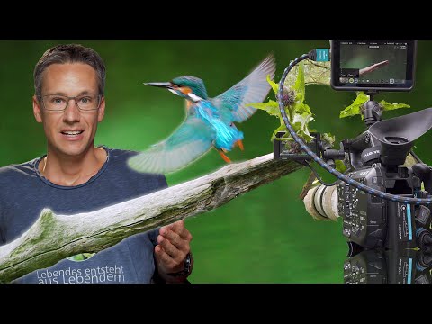 Das Bild und seine Geschichte 😰🦟 Dieser Eisvogel hat mir ALLES abverlangt!