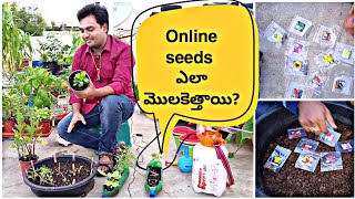 Amazon లో కొన్న seeds ఎలా మొలకెత్తాయో చూడండి #OrgGardener #seeds #Gardening