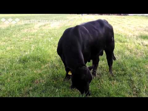 Torete 227 Traveler Superior - SUPERIOR COMPAÑIA GANADERA