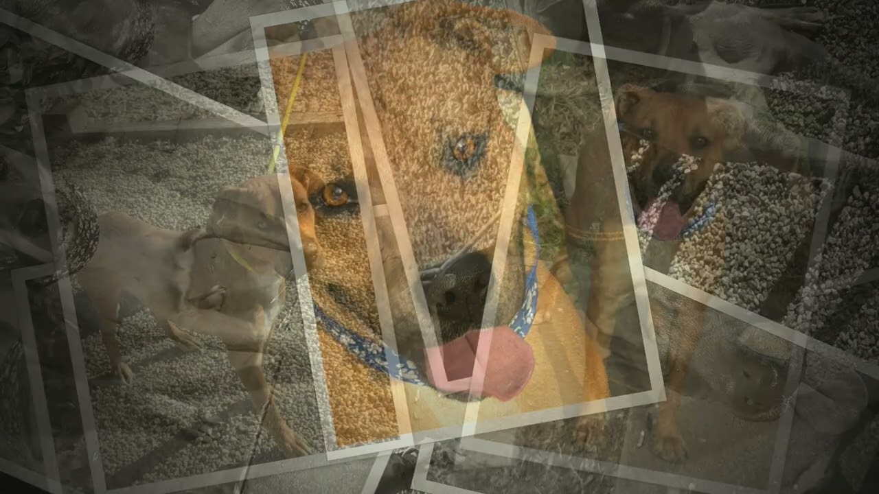 Enlarge BRODY, a Adoptable mixed breed in Chicago, IL video 6/6