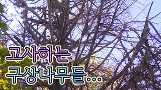 토종 식물, 구상나무의 고사를 막아라!  / YTN 사이언스