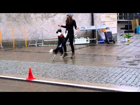 Hundägardagen 2013 005