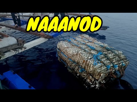 EP23 P29 Nakapulot kami ng naaanod na buya sa Pacific | Pauwi na kami