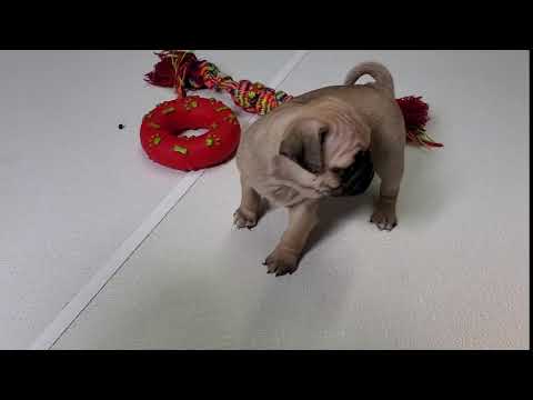 Video of Proud Prince