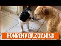 Ochtendroutine met de honden  | DierenpraatTV