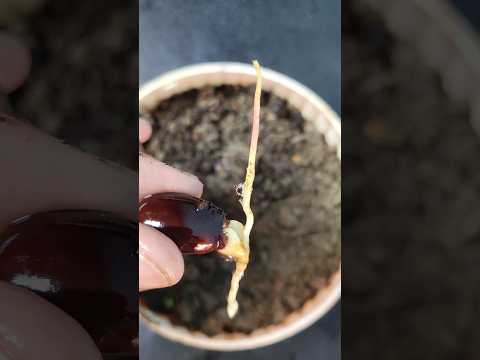 , title : 'faster grow lychee plant unique way #shots #short'