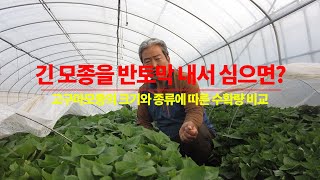 긴 묘를 반토막 내서 둘 다 심으면? 고구마모종 크기 종류별 수확량 비교
