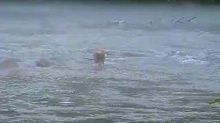 preview picture of video 'Swimming in the Chattahoochee River'