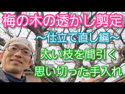 梅の木の剪定:3大間違い 植物