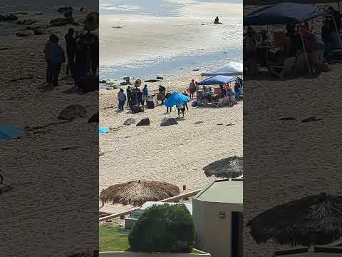 Tuba at Puerto Peñasco - incredible zoom!