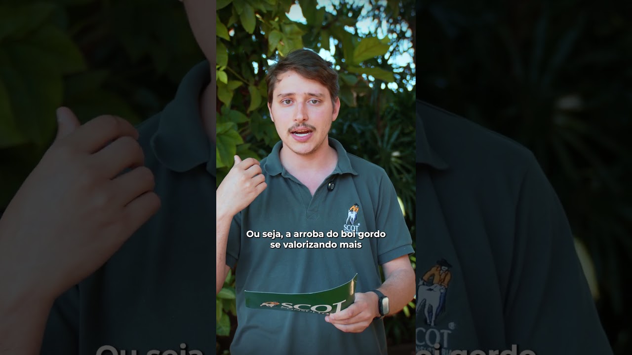 Relação de troca entre farelo de amendoim e arroba do boi favorece pecuarista em agosto