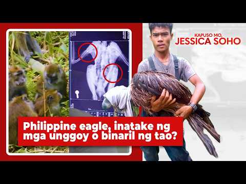 Philippine eagle, inatake ng mga unggoy o binaril ng tao? | Kapuso Mo, Jessica Soho