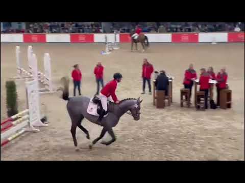 El Peppa Z , 3 jarige BWP gekeurde hengst (V. El Barone 111 x Marschal Fields 111)