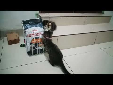 "GELUT PAGI" MoZza & NeRy