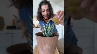 Grow a Pineapple with a Pineapple Top  creative ex