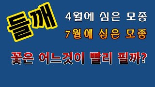 [텃밭농부.761]   들깨모종 빨리 심으면 꽃도 빨리필까?#들깨재배#9월