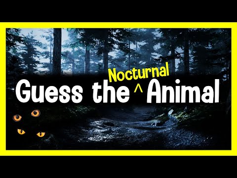 Guess the Animal Sound Game | 12 Nocturnal Animal Sounds Quiz