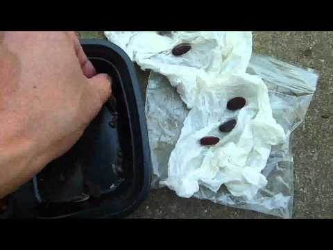 Strafication Huge Pine Tree Cone Seed Collection part 3