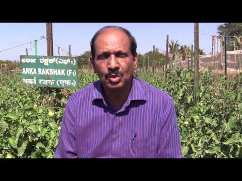 IIHR Tomato documentary on ARKA Rakshak 