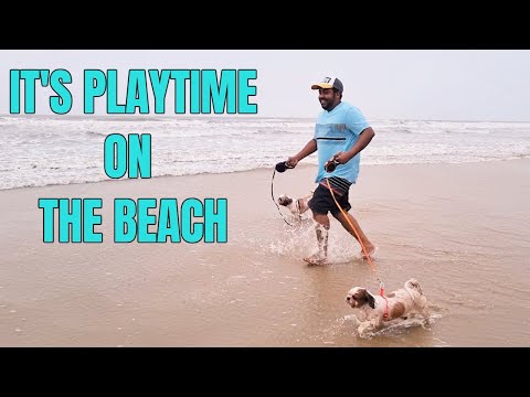 Super Fun time on the beach with puppies | First time at the Beach with my puppy Video