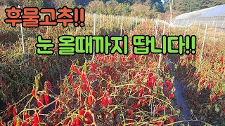 후물고추, 잘 길러서 눈 올때까지 땁니다!!고추 농사 잘 짓는 법 대공개!! 후물고추 브이로그!!