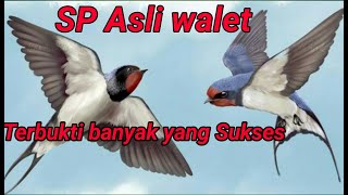 Download lagu Suara Panggil asli burung  walet mp3