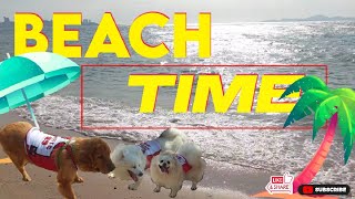 RockenPooch's Beach Time 🏖