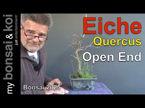 Bonsai 2025-34 - Oak - Quercus - Open End