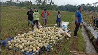 Download lagu Panen Melon Alina F1 mp3