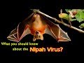 What is Nipah Virus? Know its symptoms and methods of prevention - Dr. Surekha Tiwari