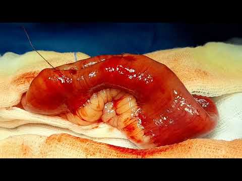 Intestinal foreign body in dog