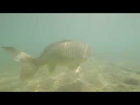 go pro her4 fish carp