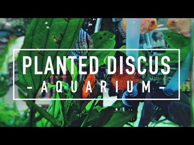 PLANTED DISCUS AQUARIUM | Quick Aquarium Vlog #3