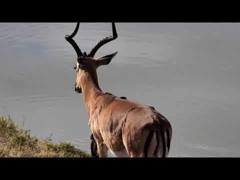 Djuma: Nyala bull and bachelor herd of Impala -14:50 - 07/04/18