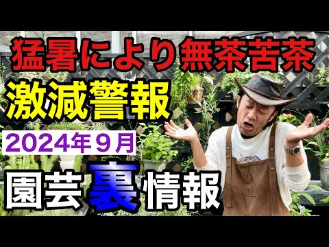 凍らない屋外植物：秋に植える10種以上  庭園