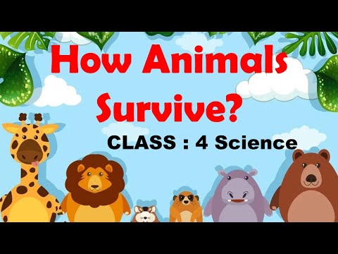 CBSE 4th CBSE SCIENCE |  How animals survive - ADAPTATIONS  | NCERT | CBSE Syllabus | Animated Vide