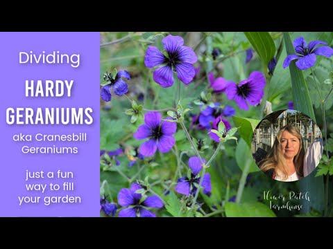 image-How do you care for a geranium Johnson blue?
