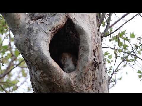 Barn owl in Orange County (2020)