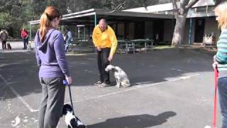 The Alpha Canine Group presents Alpha Dog Training