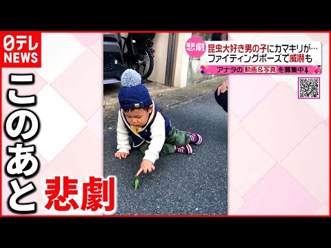 カマキリには毒があるのでしょうか?