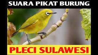 Download lagu SUARA PIKAT BURUNG PLECI SULAWESI mp3 Download lagu SUARA PIKAT BURUNG PLECI SULAWESI mp3