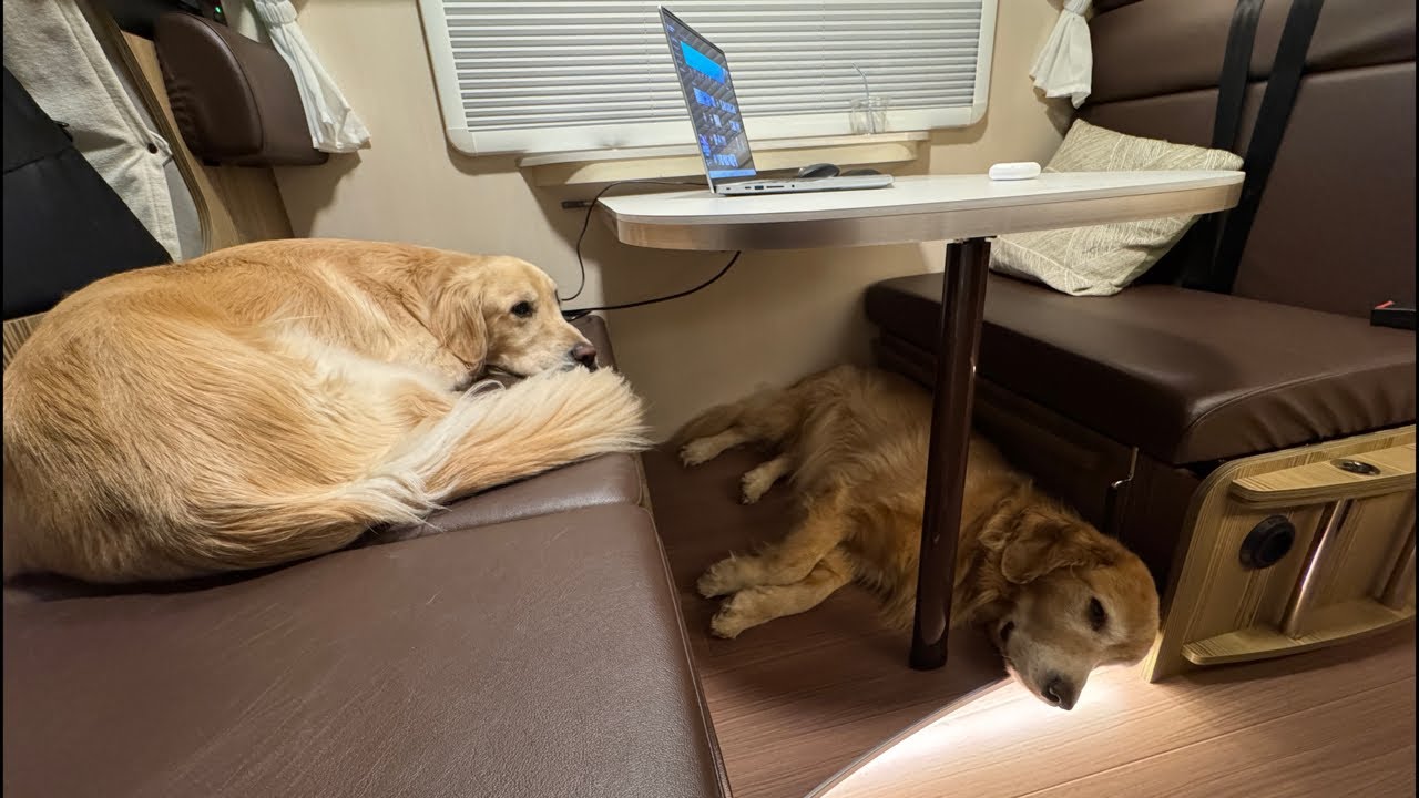 【放送事故】キャンピングカーから久しぶりに配信！