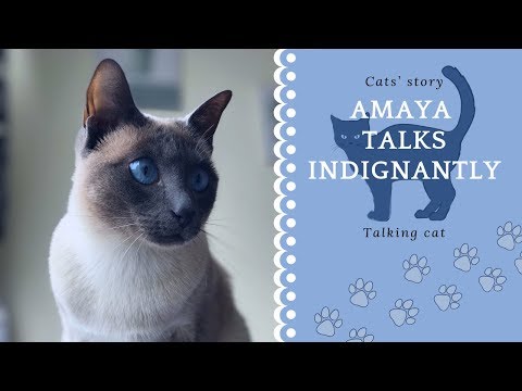 🌀Cat talks indignantly | The cat meows funny | Thai cats | Traditional Siamese cats
