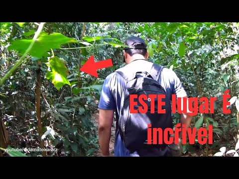 Encontramos um lugar INCRÍVEL!!! No meio da Floresta