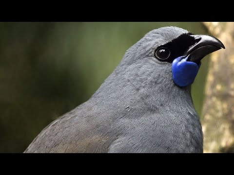 The World's Most Beautiful Bird Songs - Part One