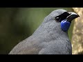 The World S Most Beautiful Bird Songs Part One
