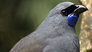 The World&#39;s Most Beautiful Bird Songs - Part One