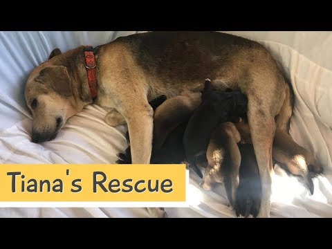 Tiana Gave Birth to Her Puppies in the Trash - Rescue Story