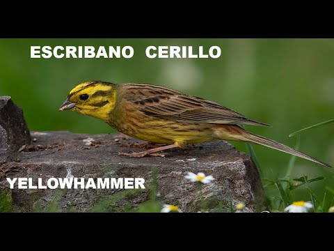 ESCRIBANO CERILLO | YELLOWHAMMER | Emberiza citrinella